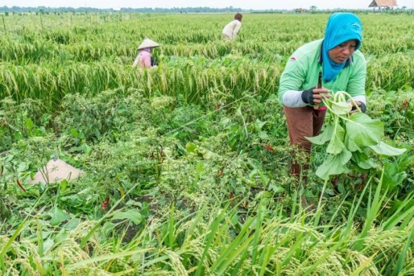 Desa Harus Menjadi Penyuplai Pangan Mandiri