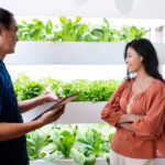 Bisnis sayuran organik