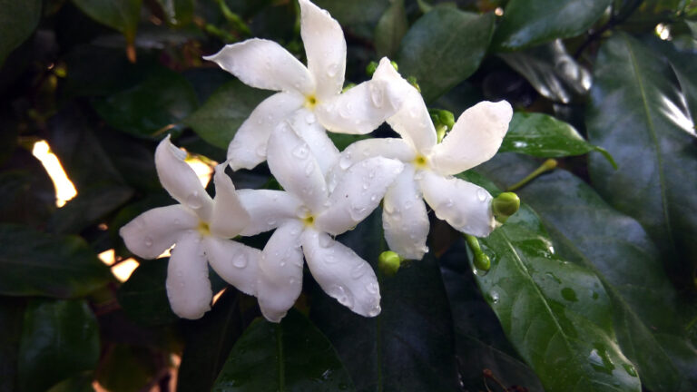 Bunga melati