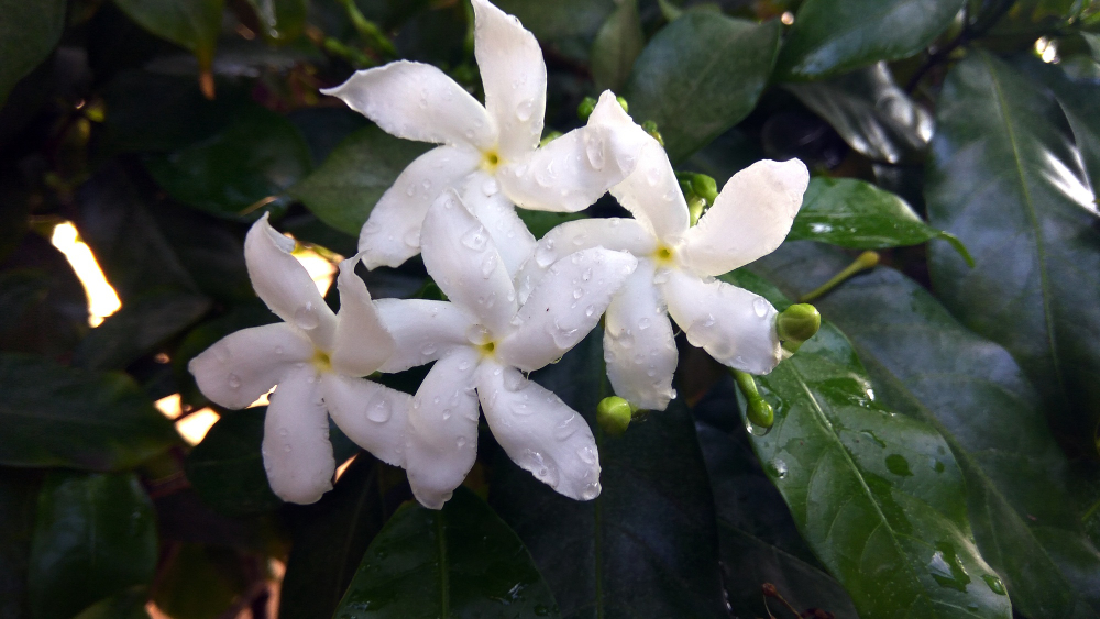 Bunga melati