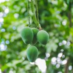 pohon mangga di taman