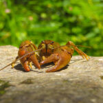 Hewan crustacea