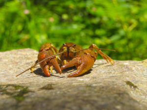 Hewan crustacea